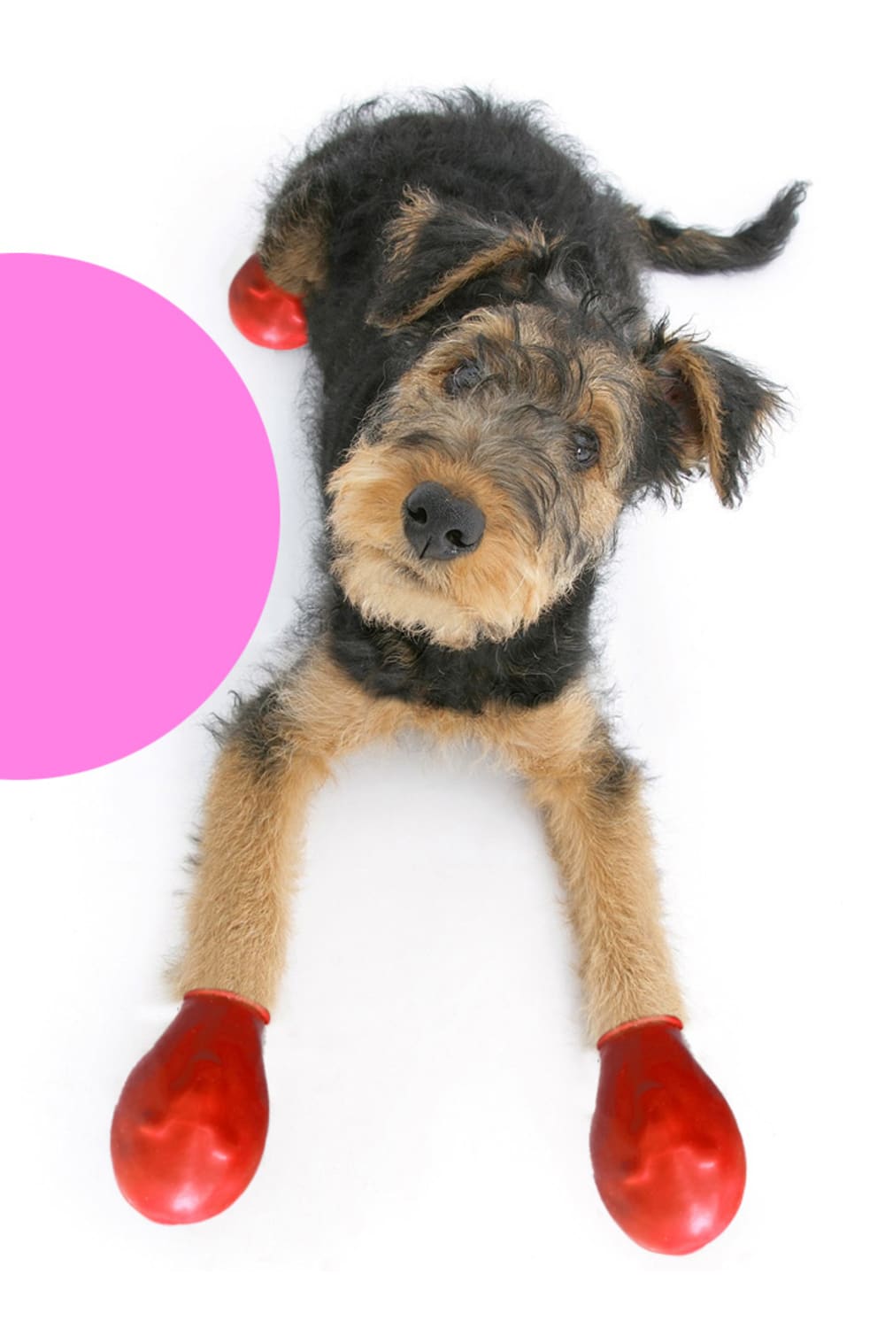 Alphadog Design-Walkies Red Kauçuk Pet Ayakkabısı-Köpek-2-milagron.live