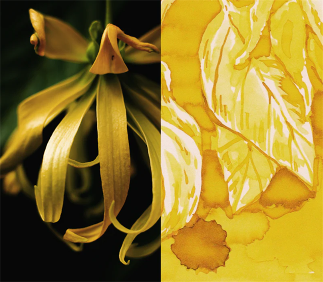 Dominant Industry-Scented Şişe Mürekkep Ylang Ylang-Şişe Mürekkep-8-milagron.live