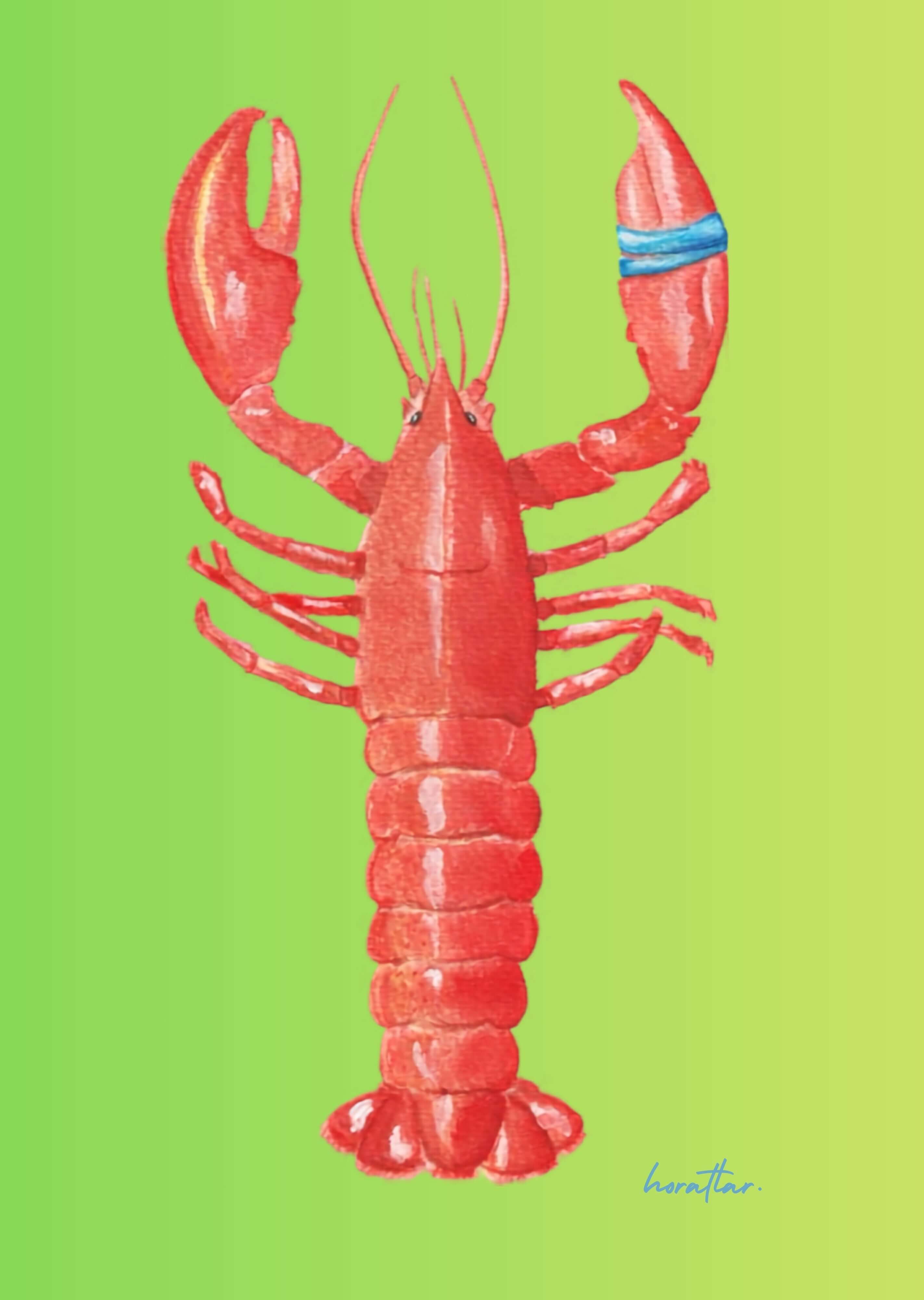 Hazal Türer - Lobster 3' Lü Set