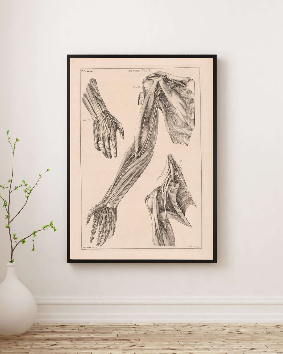 Jacob Van Der Schley - Kol El Ve Omuz Anatomisi