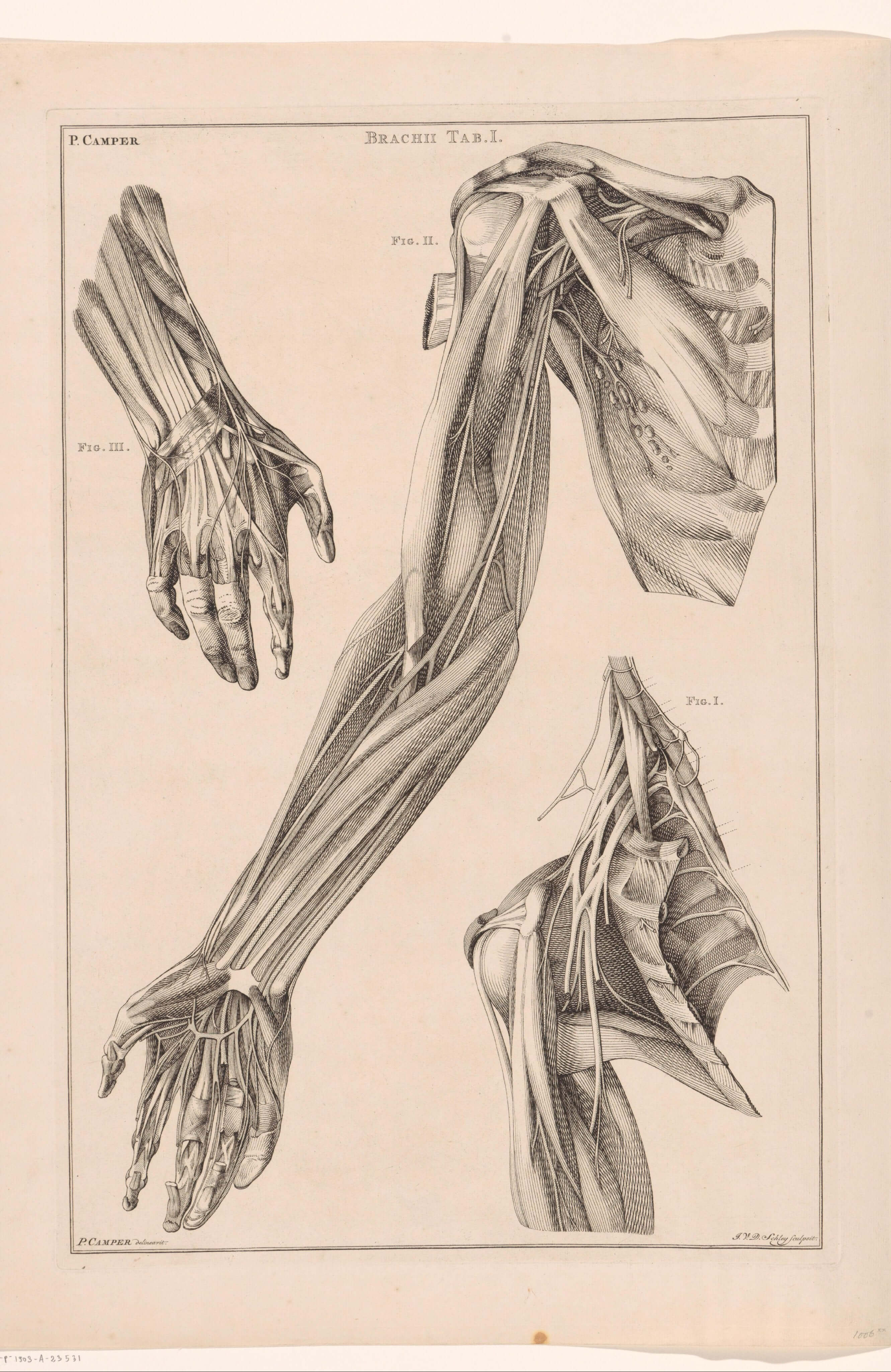 Jacob Van Der Schley - Kol El Ve Omuz Anatomisi