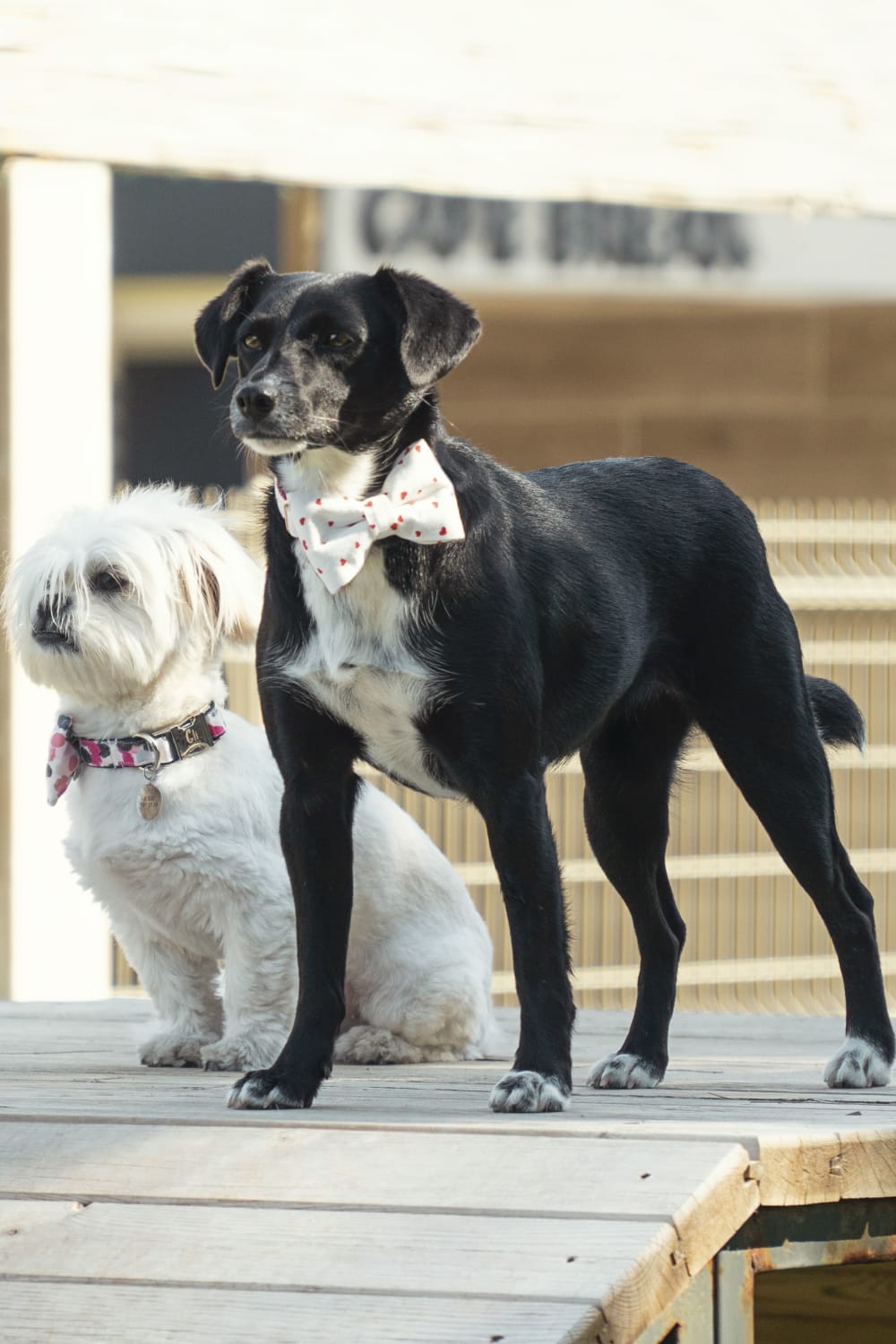 Gliparis-Elche Gezdirme Tasması-Köpek-3-milagron.live