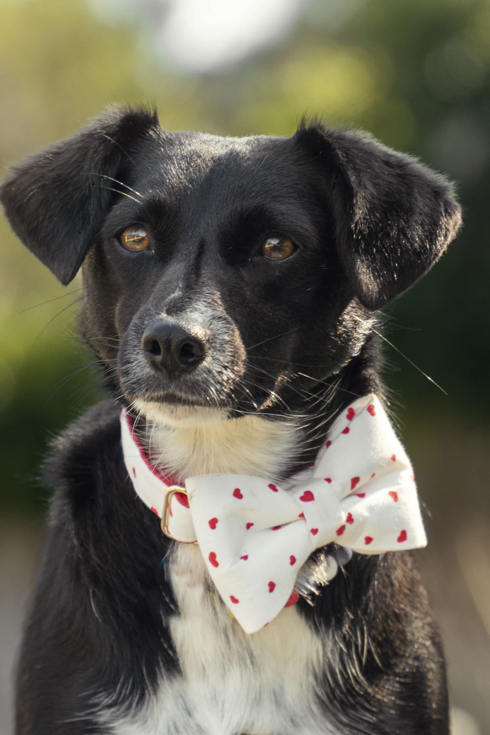 Gliparis-Elche Köpek Boyun Tasması-Köpek-7-milagron.live