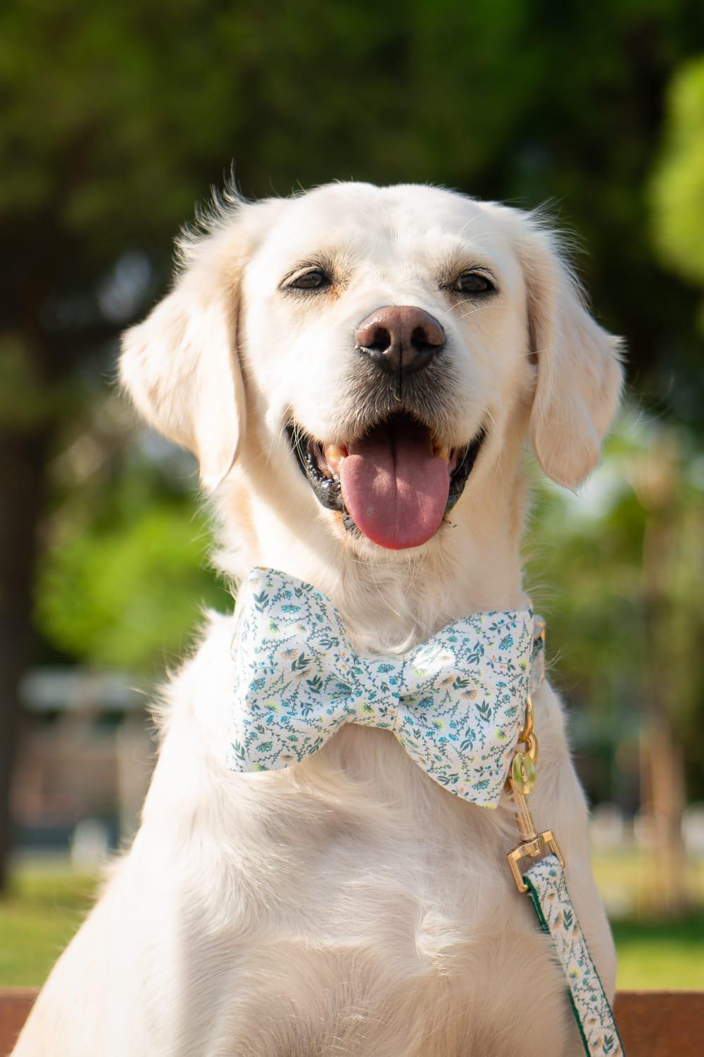 Gliparis-Lugo Papyonlu Köpek Tasması-Köpek-2-milagron.live