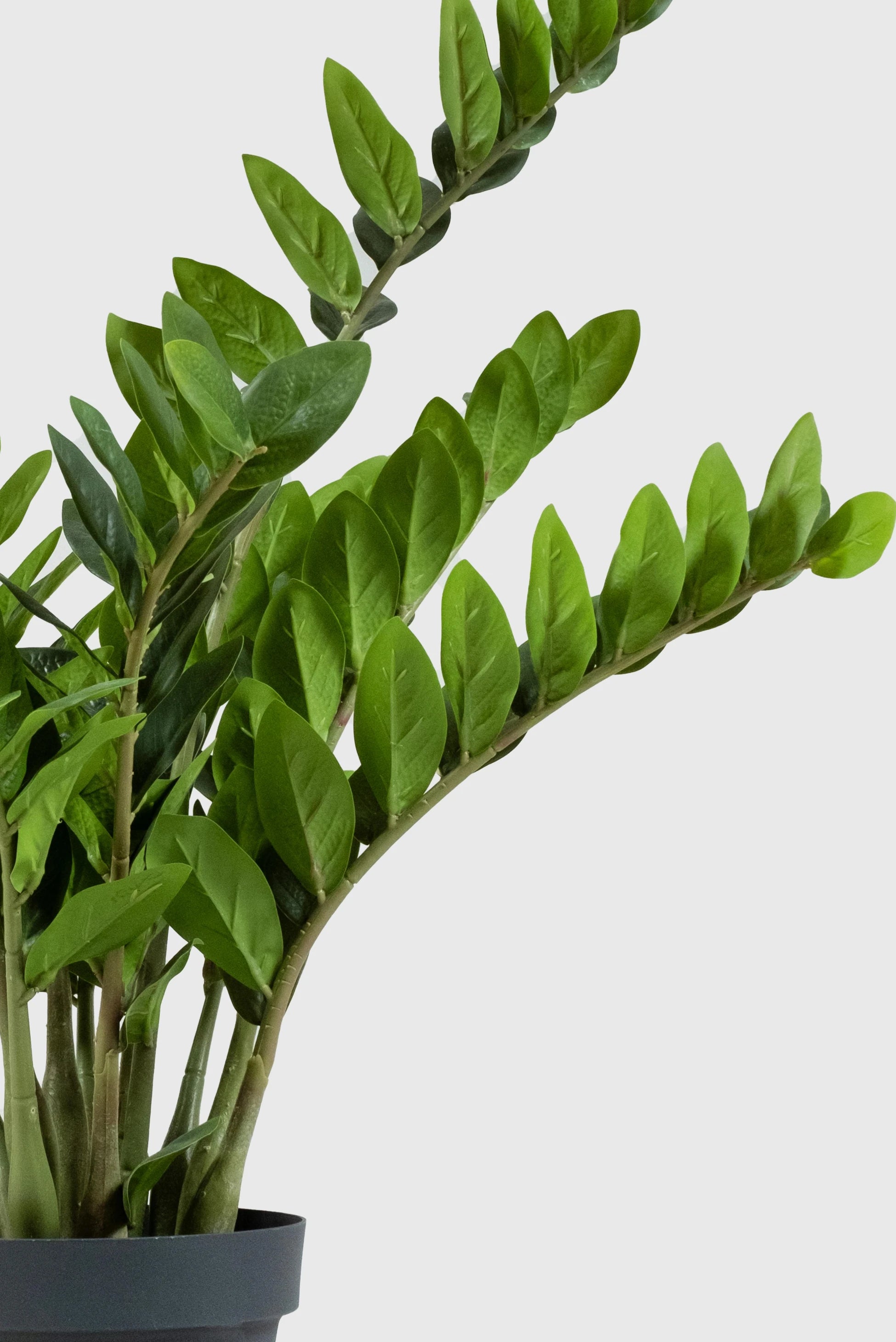 Zamia Yapay Bitki