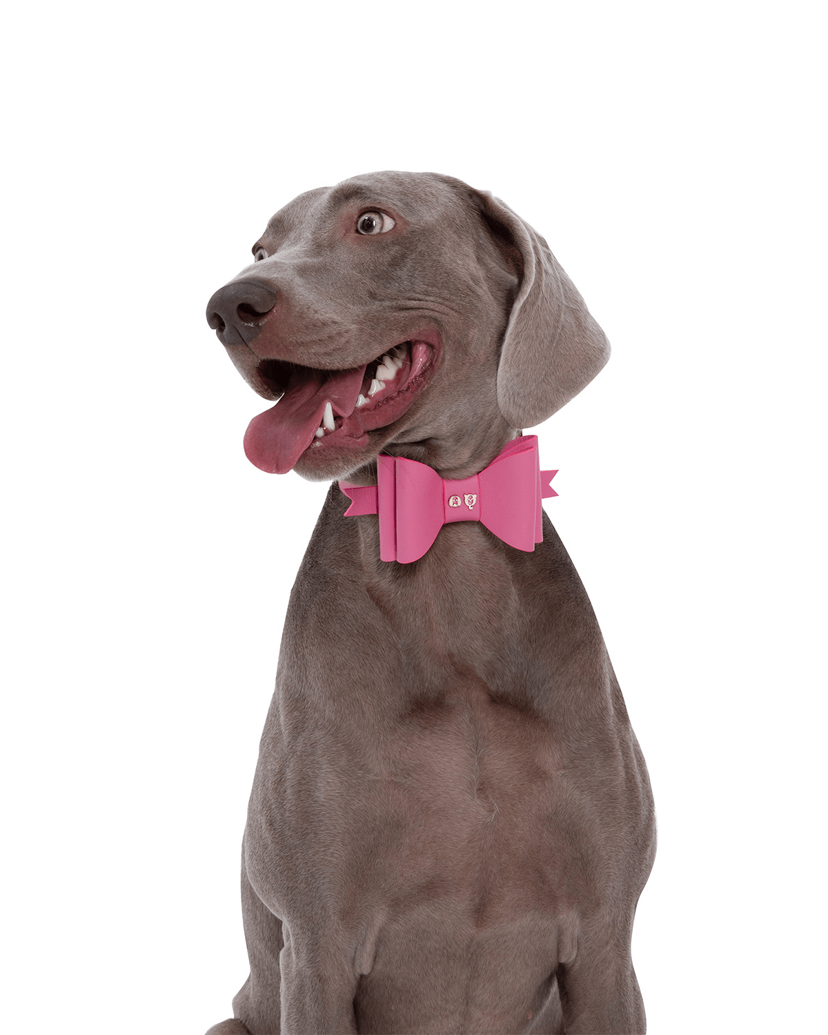 Metapink Bow Dog Collar — Paris Hilton × Moshiqa | Removable Bow, Fits All Sizes