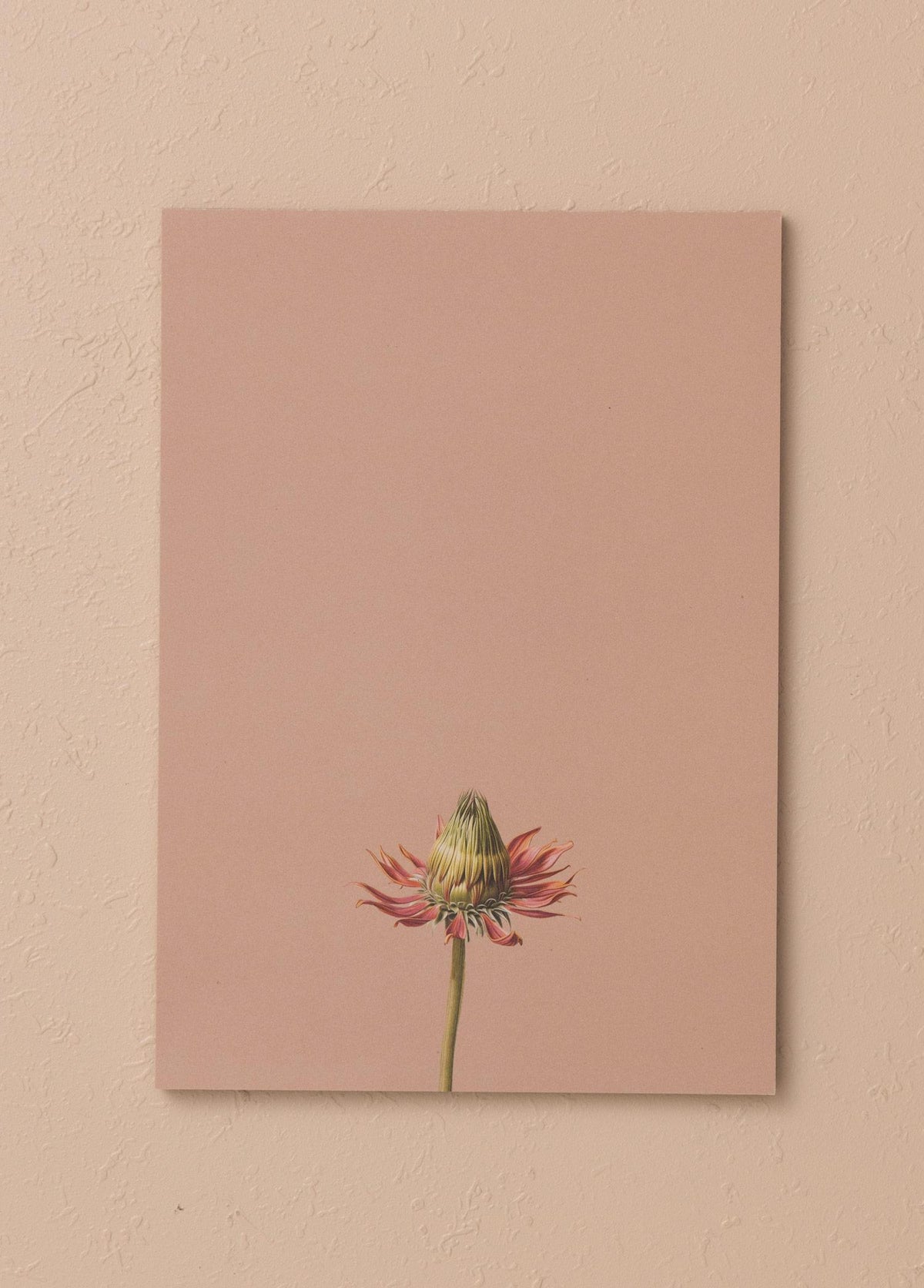 Art Line Mini Notluk Coneflower 15X21 Cm 40 Yaprak