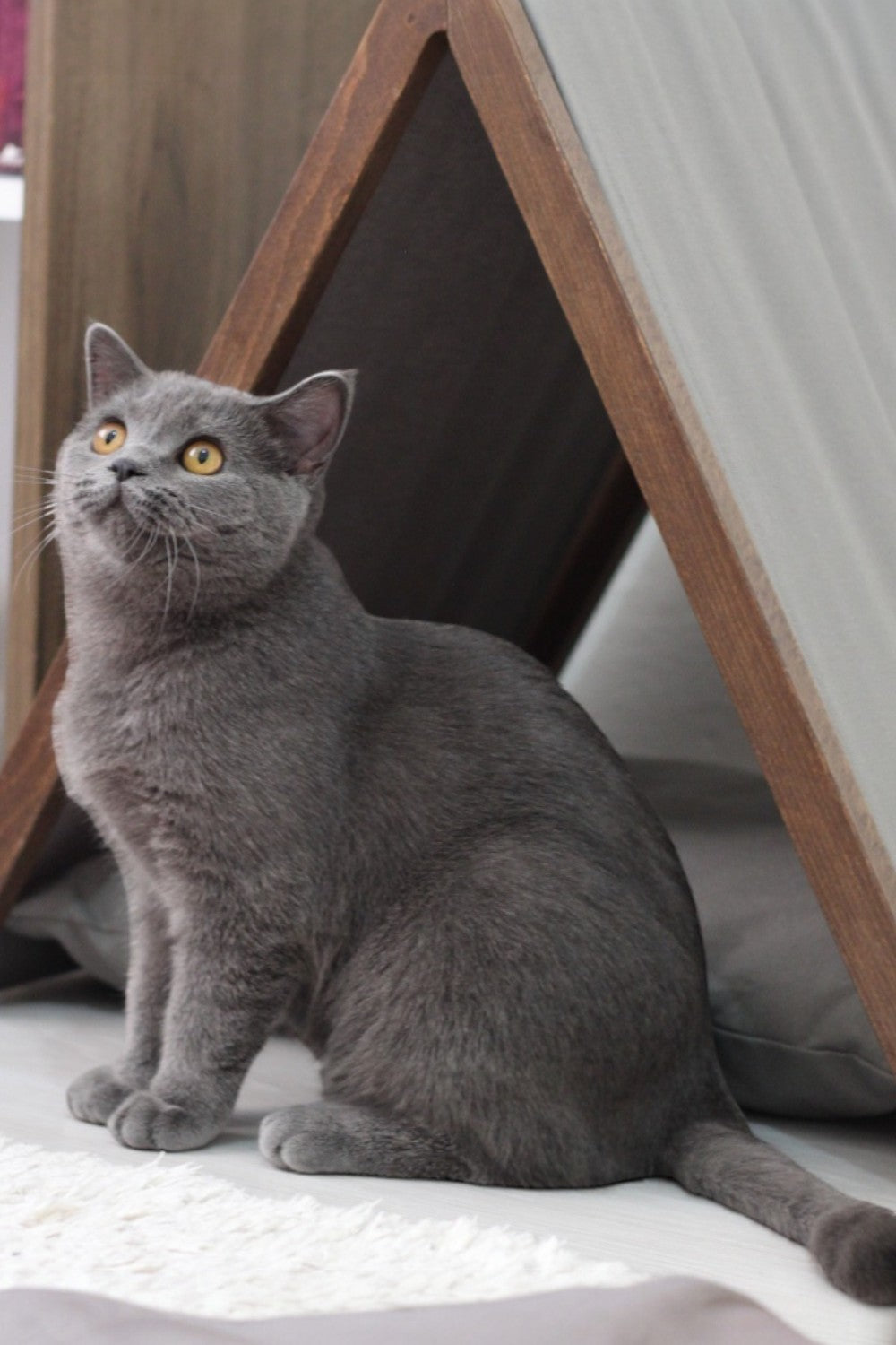 Vune Concept-Ketu Kedi Evi - Gri-Kedi-9-milagron.live
