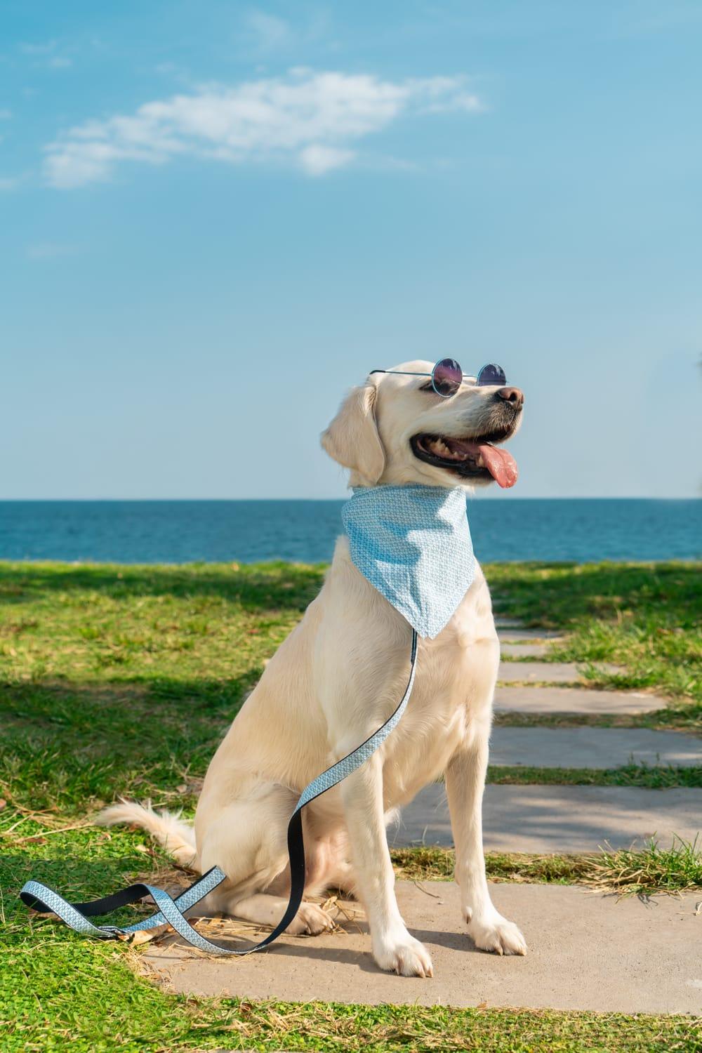 Gliparis-Malaga Gezdirme Tasması-Köpek-2-milagron.live