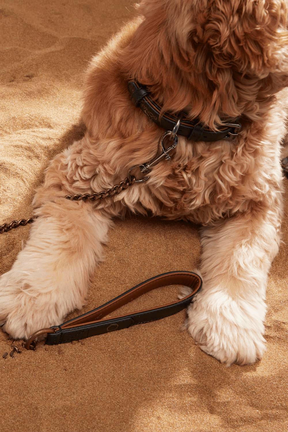 Bonabag-Chain Leash Choc-Köpek-3-milagron.live