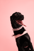 Bonabag-Dual Collar Marshmallow-Köpek-4-milagron.live