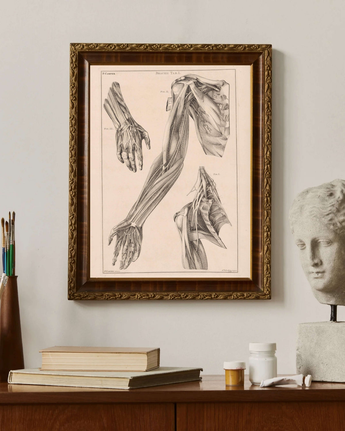 Jacob Van Der Schley - Kol El Ve Omuz Anatomisi