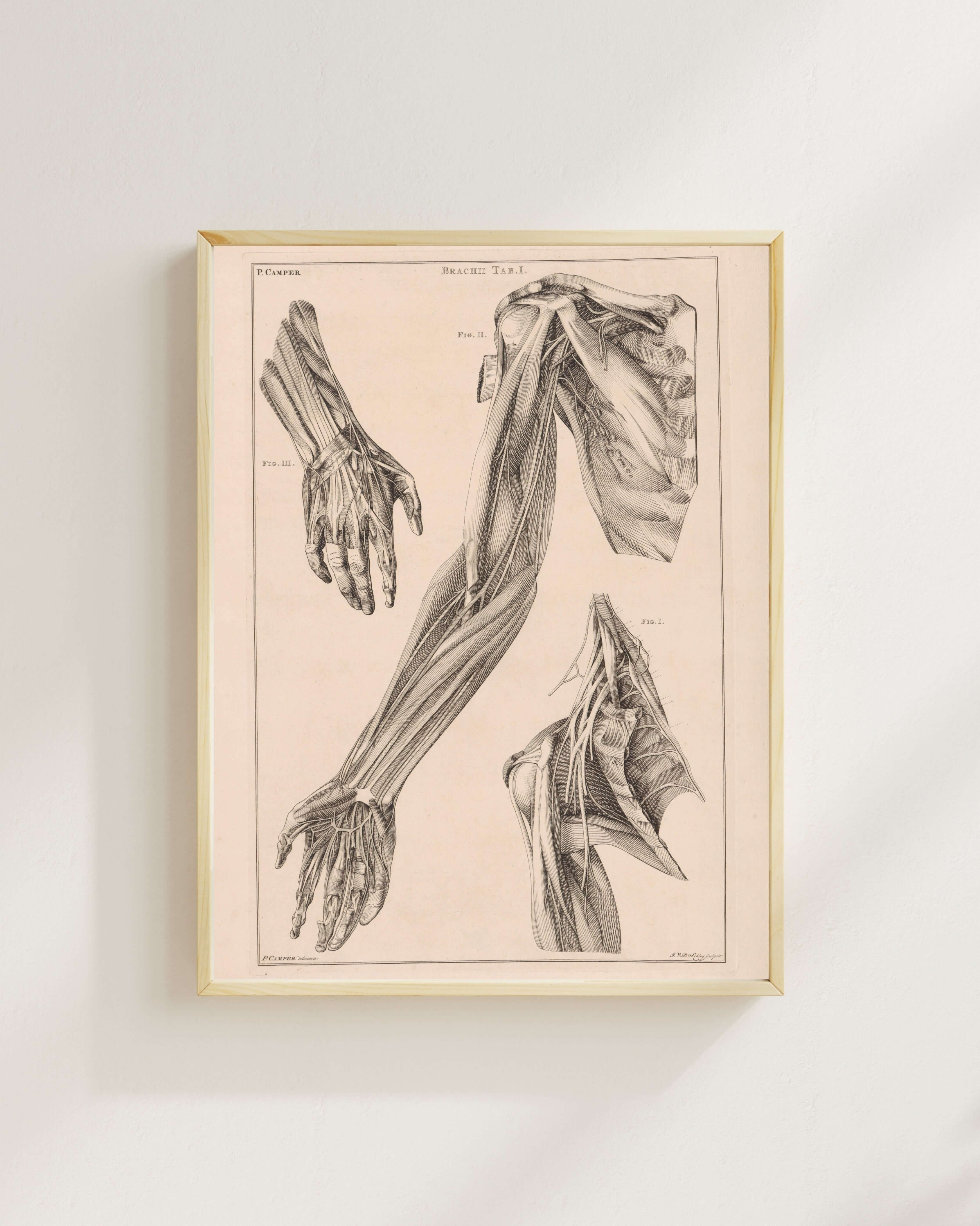 Jacob Van Der Schley - Kol El Ve Omuz Anatomisi