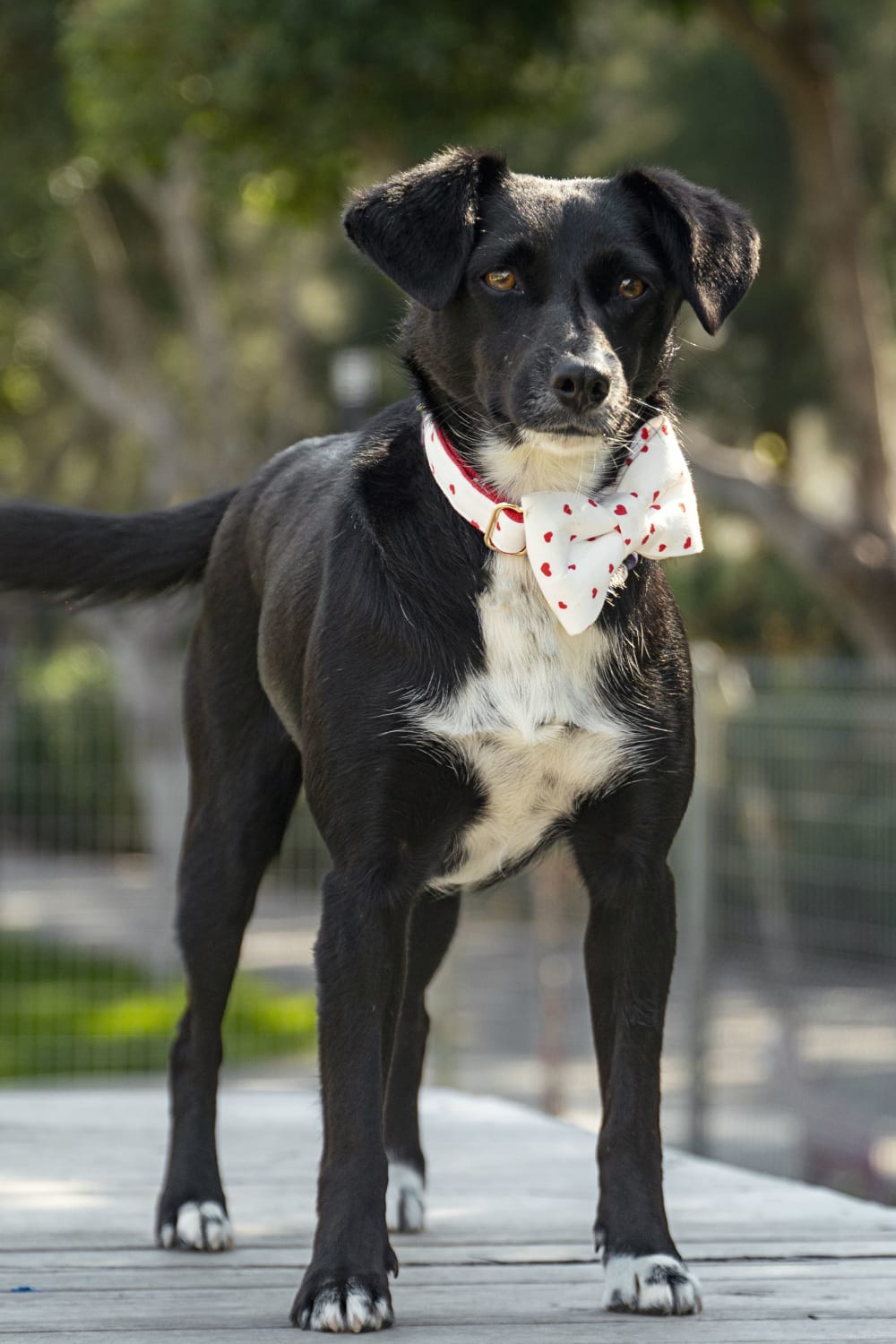 Gliparis-Elche Köpek Boyun Tasması-Köpek-2-milagron.live