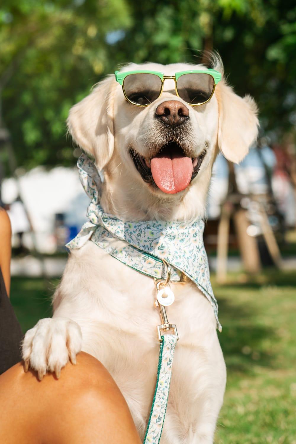 Gliparis-Lugo Köpek Boyun Tasması-Köpek-5-milagron.live