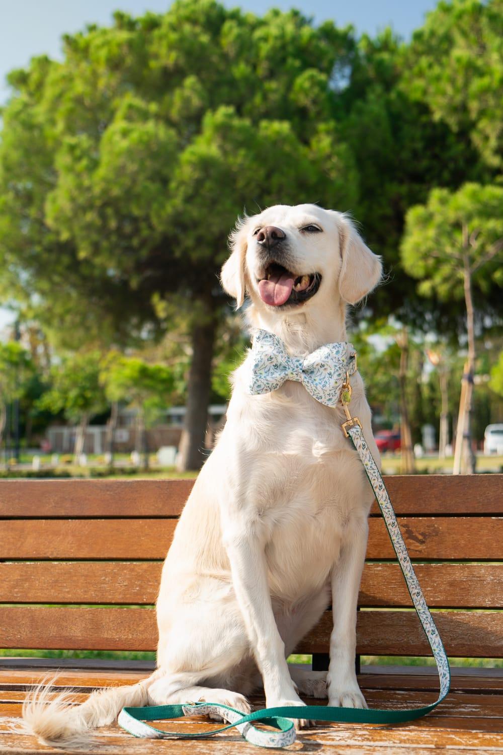 Gliparis-Lugo Papyonlu Köpek Tasması-Köpek-8-milagron.live