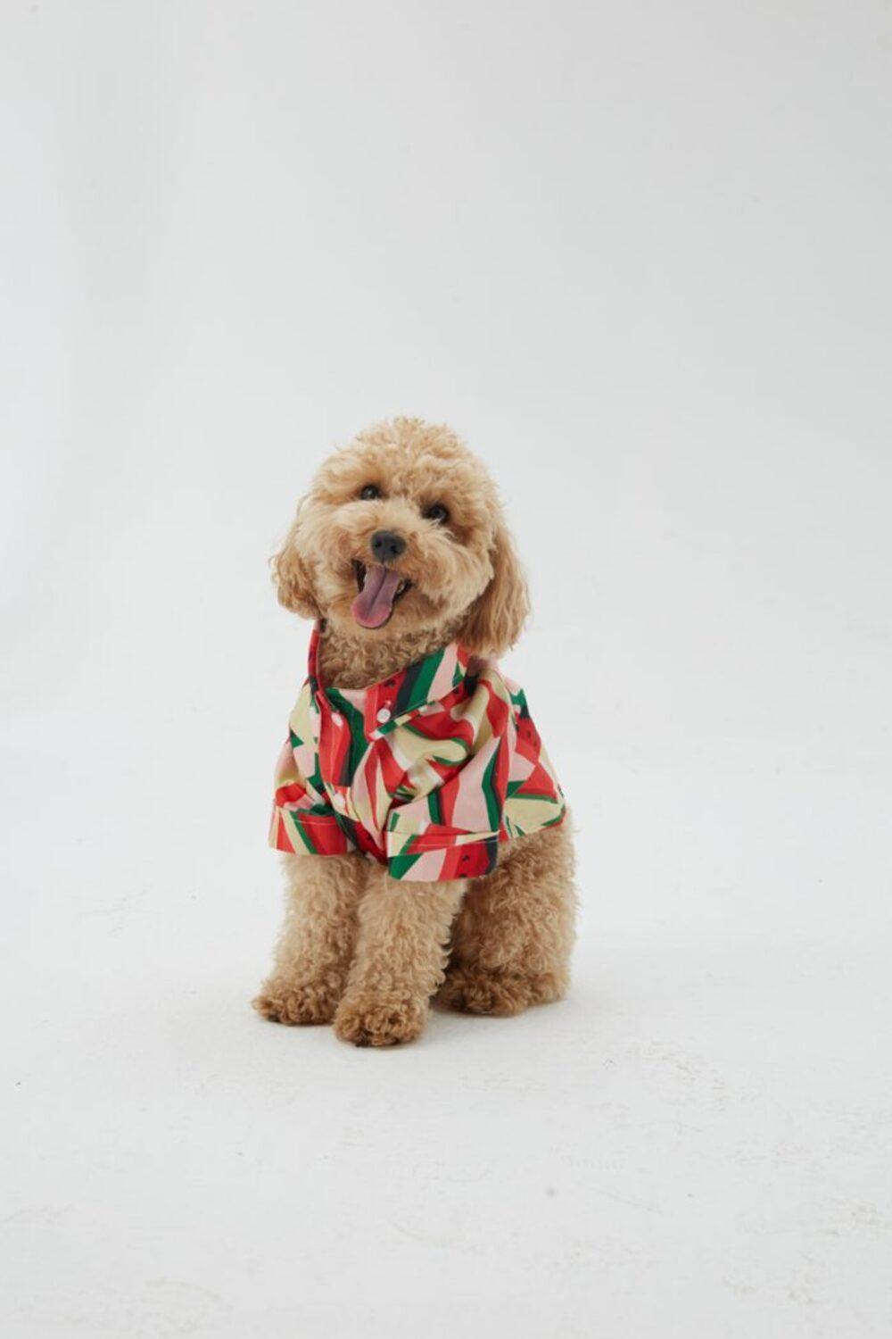Hypet Fashion-Watermelon Gömlek-Köpek-3-milagron.live