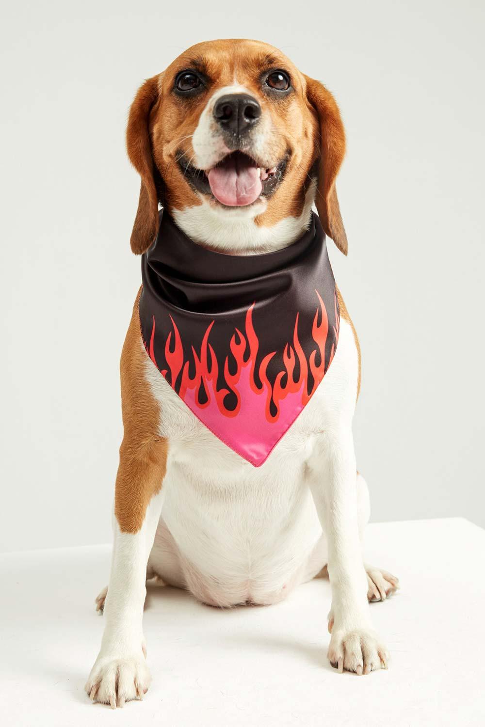 Little Monsters-LM Black Fire Bandana-Köpek-1-milagron.live