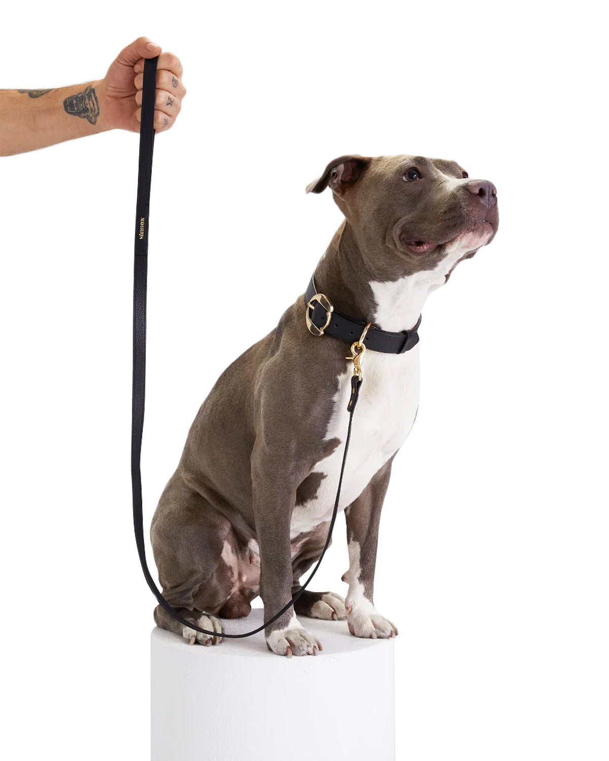 Balley Dog Leash