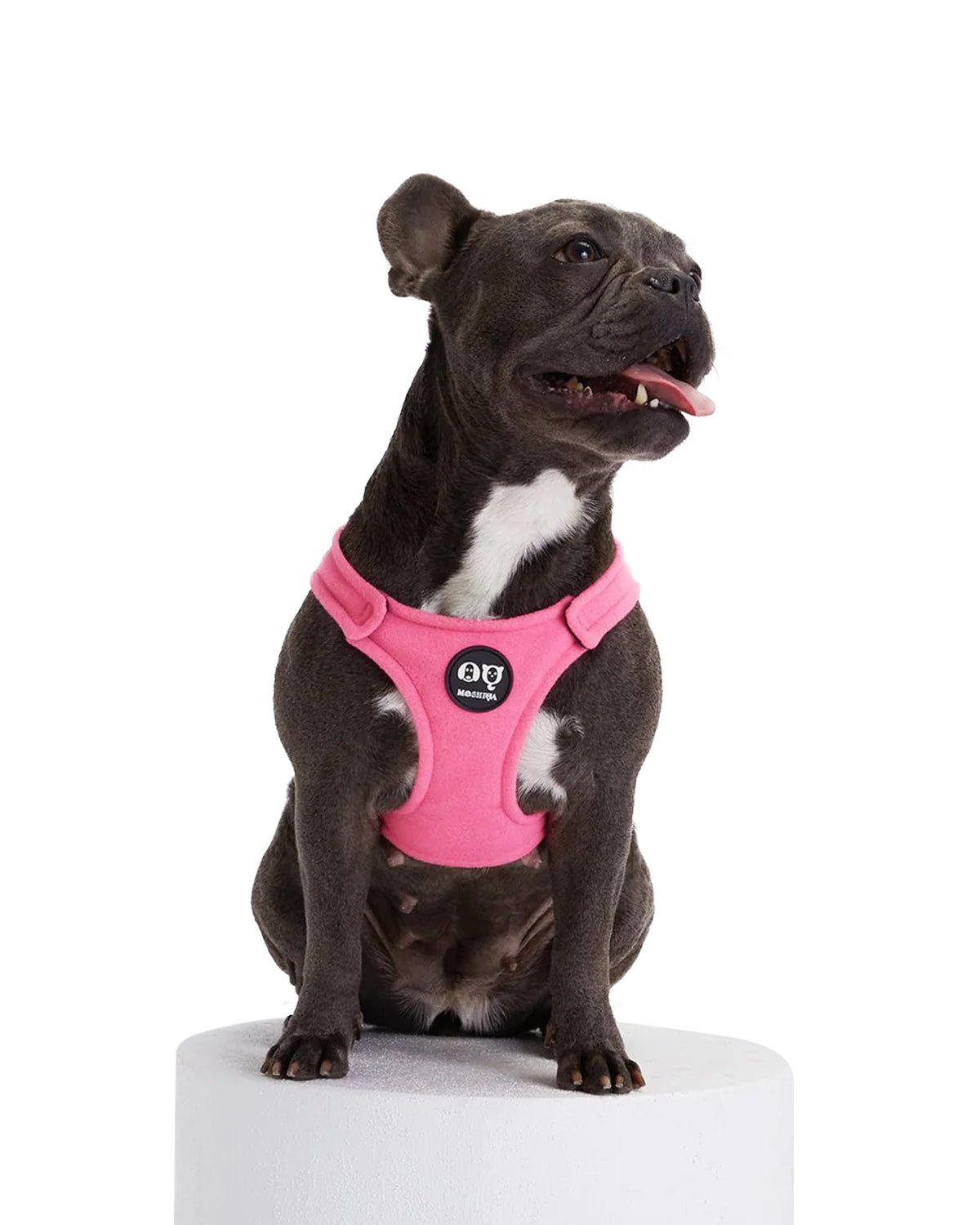 Bonbon Dog Harness