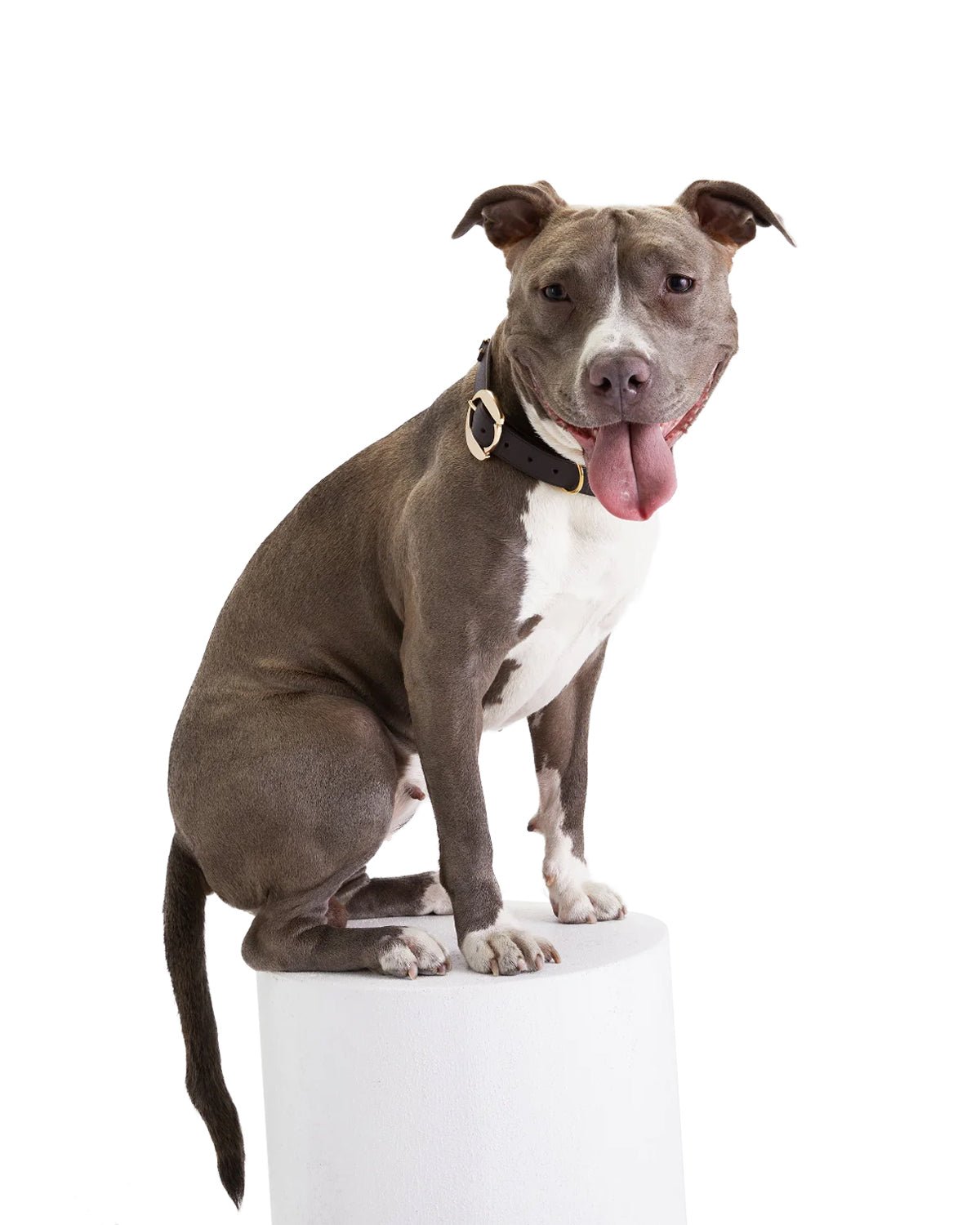 Hachiko Dog Collar