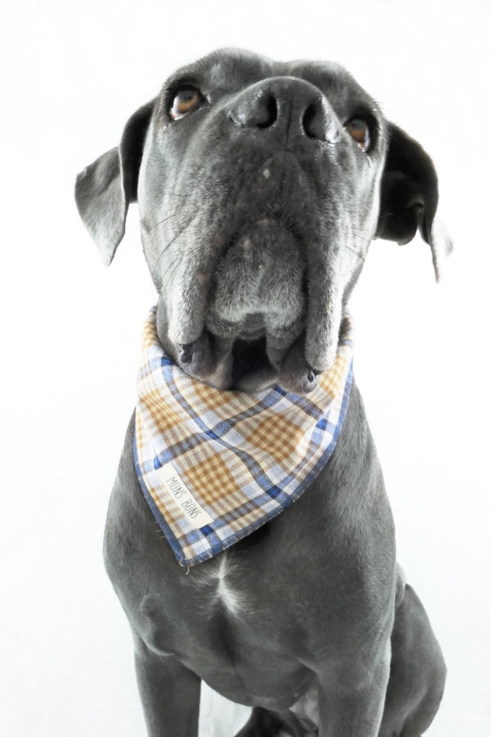 Dijon Bandana - 0
