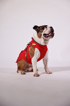 Pawlook-Pawlook, Göğüs Tasmalı, Köpek Montu, Köpek Yağmurluğu, Siyah-Köpek-4-milagron.live