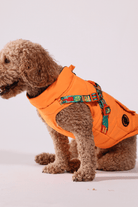 Pawlook-Pawlook , Göğüs Tasmalı, Köpek Montu, Köpek Yağmurluğu, Turuncu-Köpek-3-milagron.live
