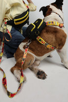 Pawlook-Pawlook , Siyah, Handsfree, Gezdirme Tasması, Eller Serbest, Gezdirme Kayışı, Handsfree Tasma-Köpek-1-milagron.live