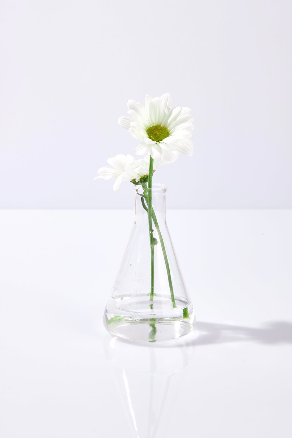 Pelcare-Daisy Floral Mist Lavender + Chamomile Hydrosol - Saf Bi̇tki̇ Suyu Yatiştirici-Cilt Serumu-3-milagron.live