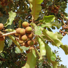 Shea Butter (Karite Yağı) | Soğuk Sıkım Taşıyıcı Yağ