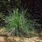 Vetiver Uçucu Yağı