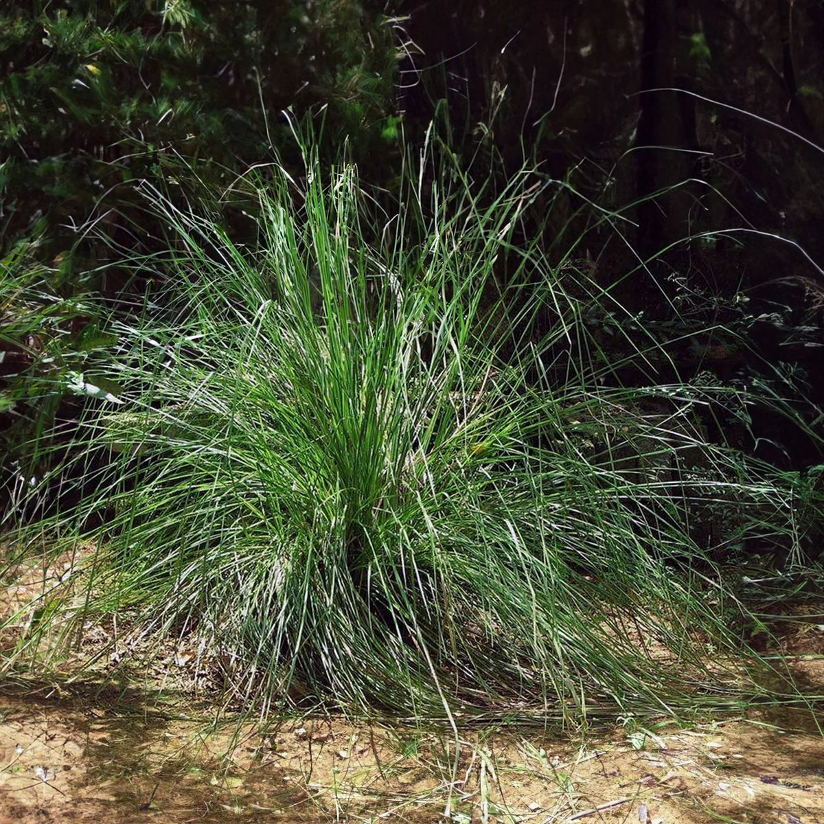 Vetiver Uçucu Yağı