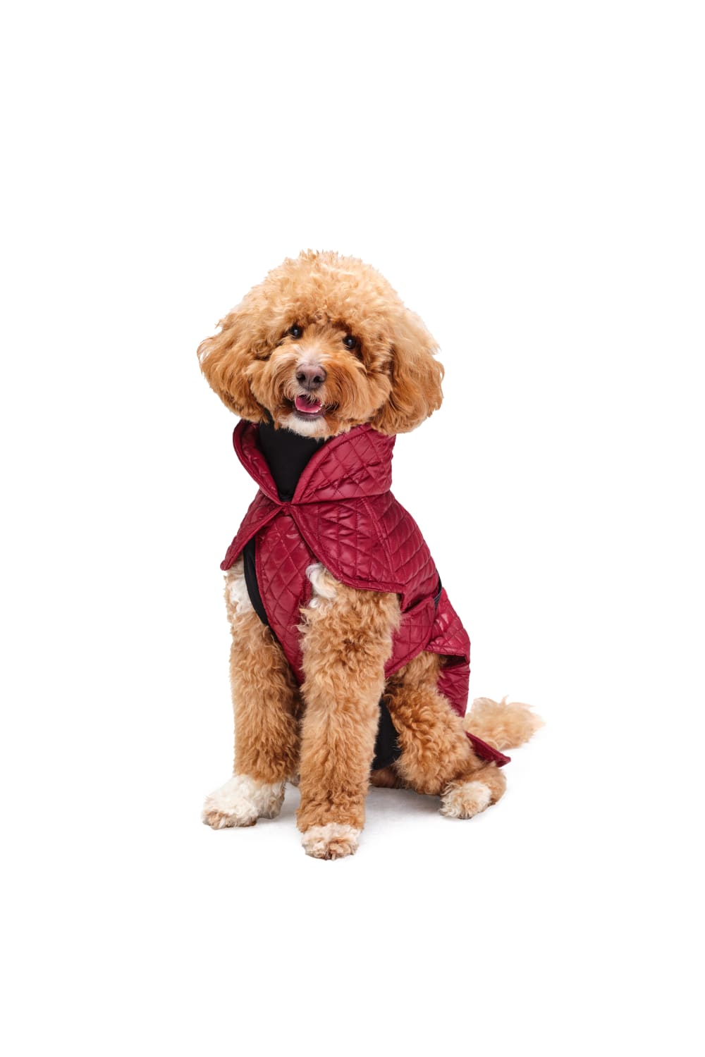 Siena Couture-Mazzini | Koşu Takımı-Köpek-1-milagron.live
