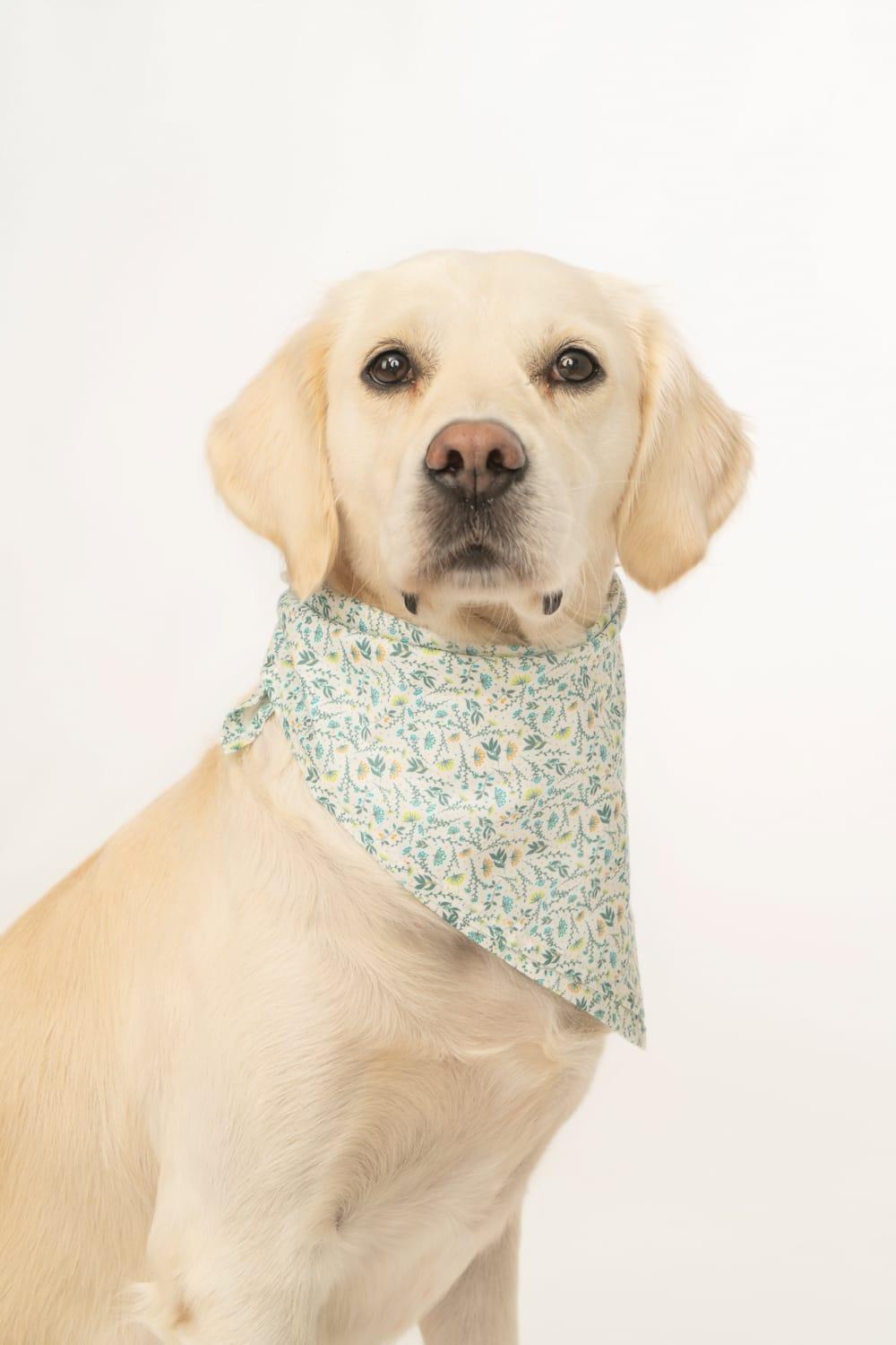 Gliparis-Lugo Köpek Bandana-Köpek-5-milagron.live