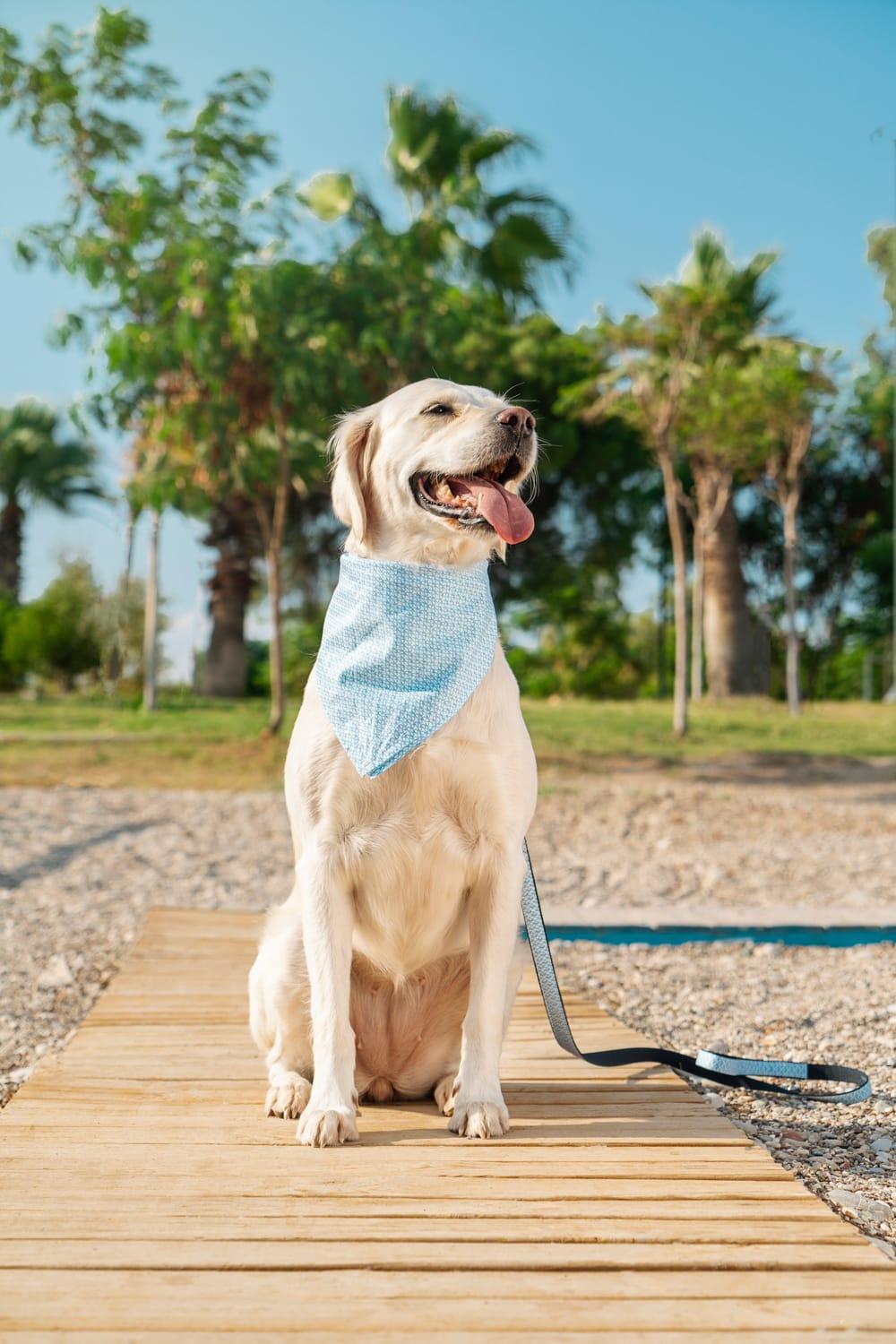 Gliparis-Malaga Gezdirme Tasması-Köpek-3-milagron.live