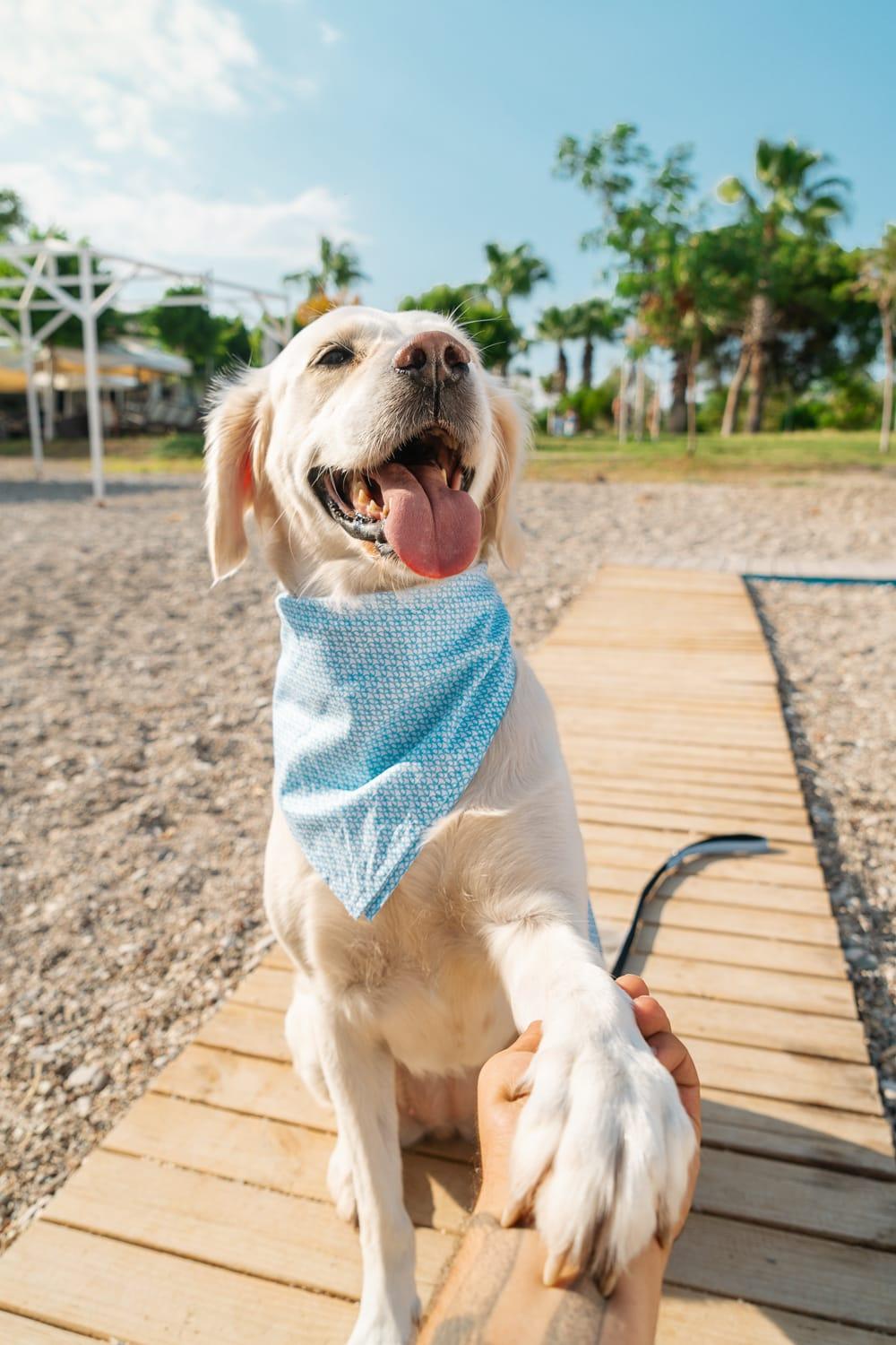 Gliparis-Malaga Gezdirme Tasması-Köpek-6-milagron.live