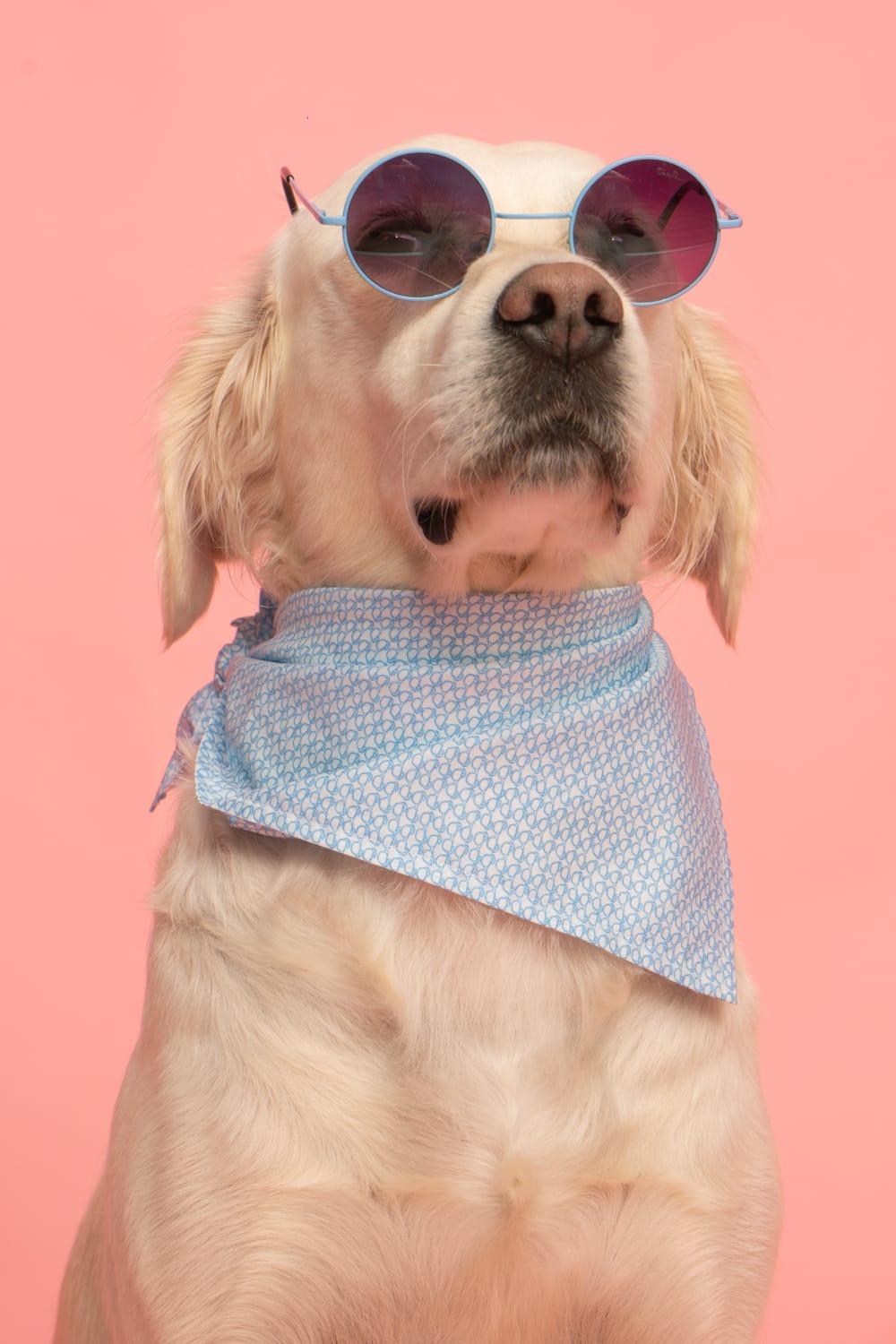 Gliparis-Malaga Köpek Bandana-Köpek-3-milagron.live