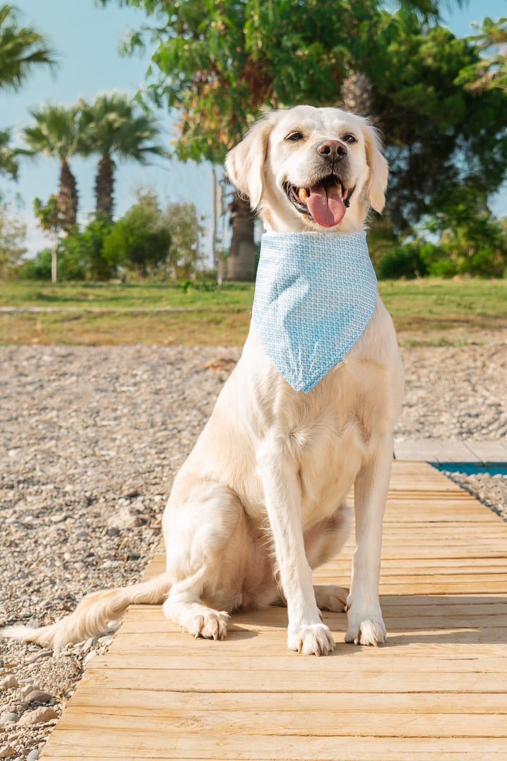 Gliparis-Malaga Köpek Bandana-Köpek-4-milagron.live