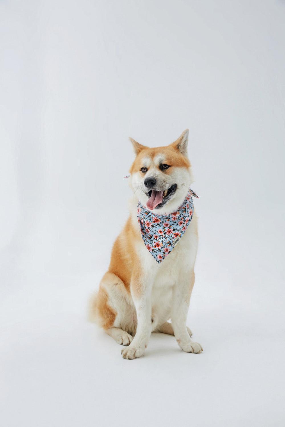 Hypet Fashion-Blue Floral Bandana-Köpek-2-milagron.live