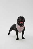 Hypet Fashion-Paisley Bandana-Köpek-3-milagron.live
