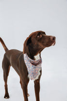 Hypet Fashion-Paisley Bandana-Köpek-4-milagron.live