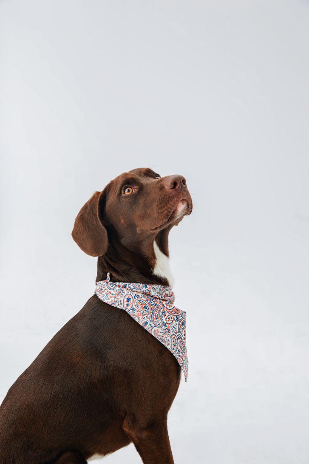 Hypet Fashion-Paisley Bandana-Köpek-6-milagron.live