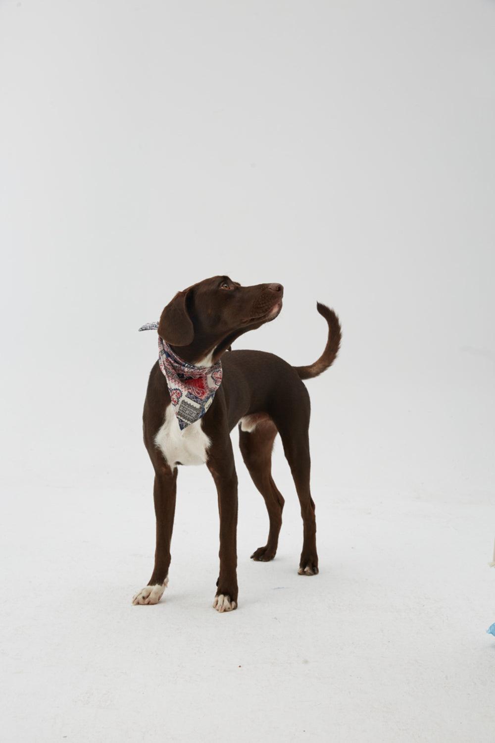 Hypet Fashion-Patchwork Bandana-Köpek-3-milagron.live