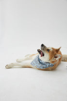 Hypet Fashion-Tulip Bandana-Köpek-3-milagron.live