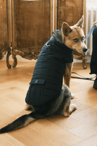 St. Pia-Hive Köpek Montu-Köpek-2-milagron.live